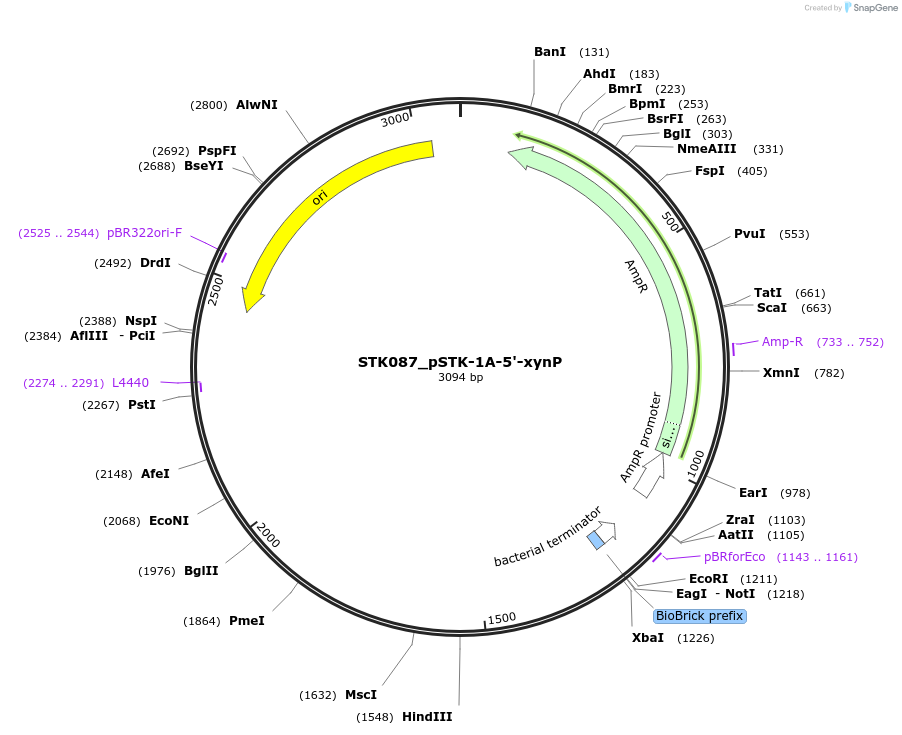 235347-plasmid-map-sequence-id-502672