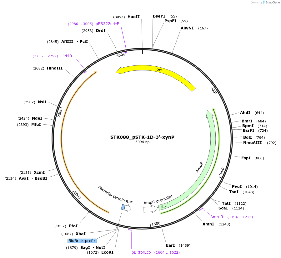 235348-plasmid-map-sequence-id-502673