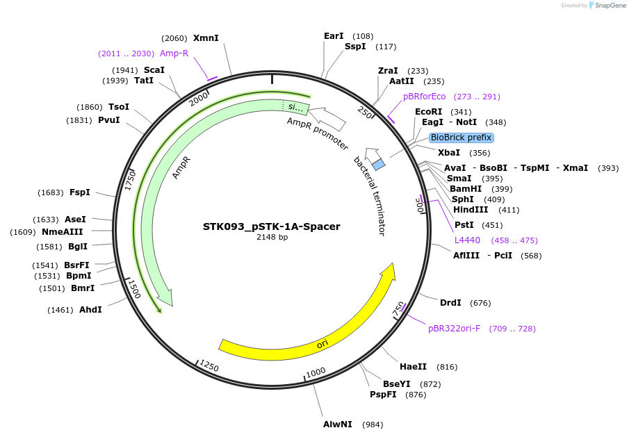 235349-plasmid-map-sequence-id-502674