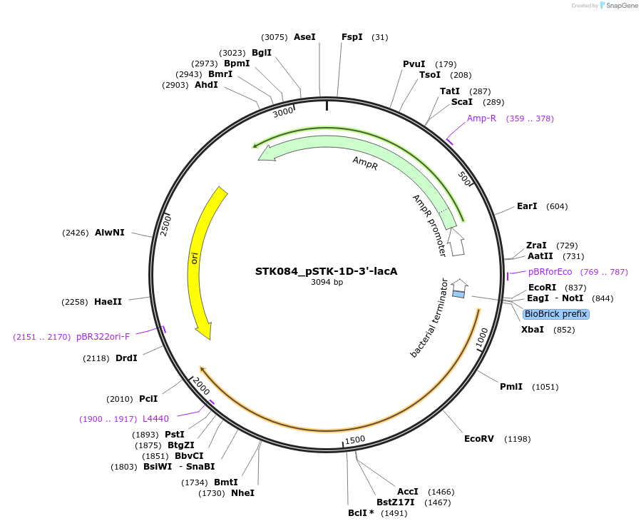 235344-plasmid-map-sequence-id-502675