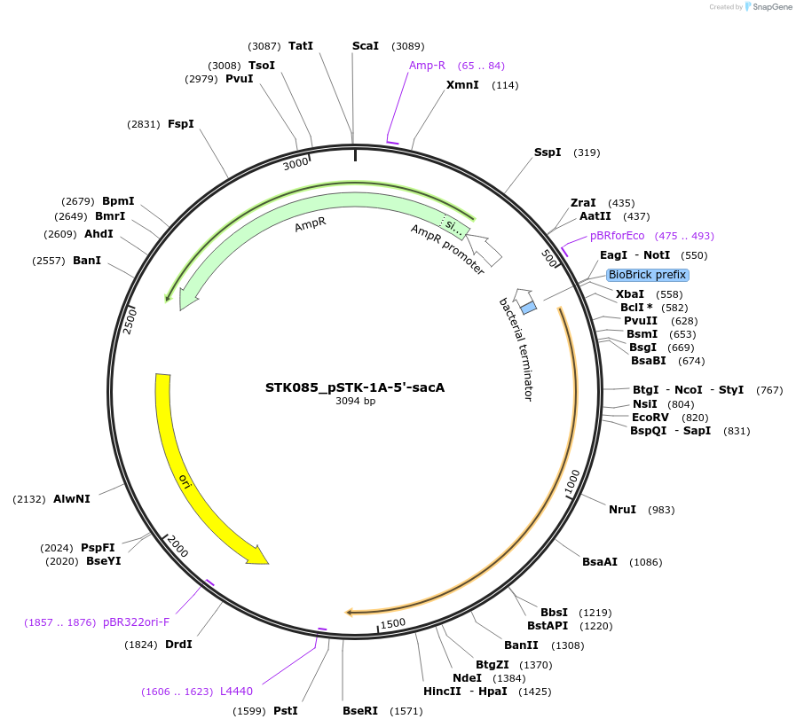 235345-plasmid-map-sequence-id-502676