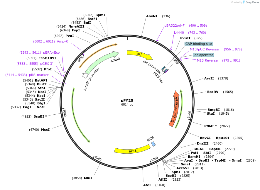 253057-plasmid-map-sequence-id-502678