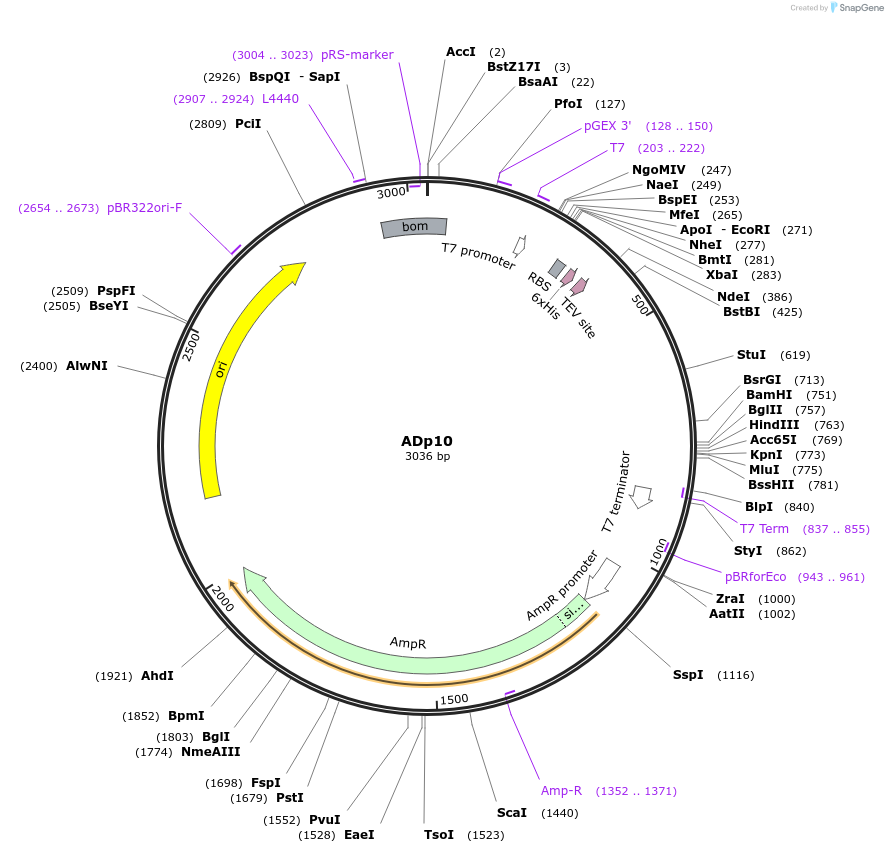 252699-plasmid-map-sequence-id-502679