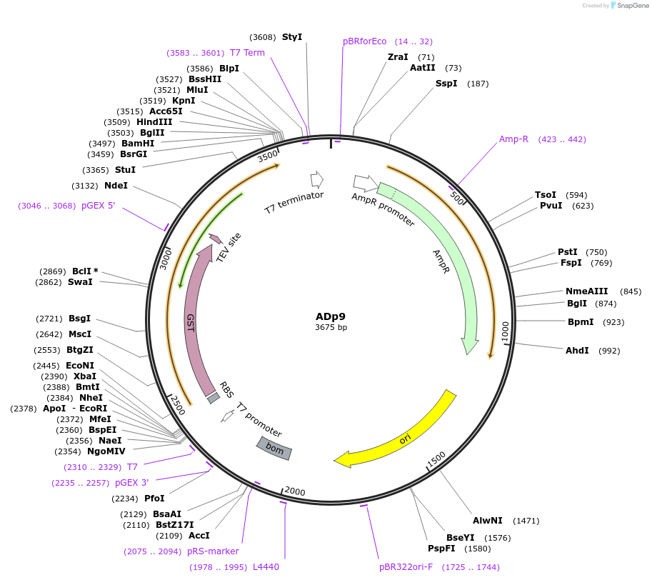252698-plasmid-map-sequence-id-502680