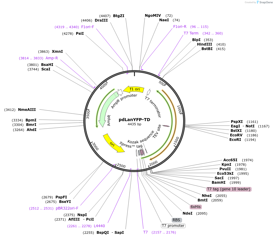 250940-plasmid-map-sequence-id-502681