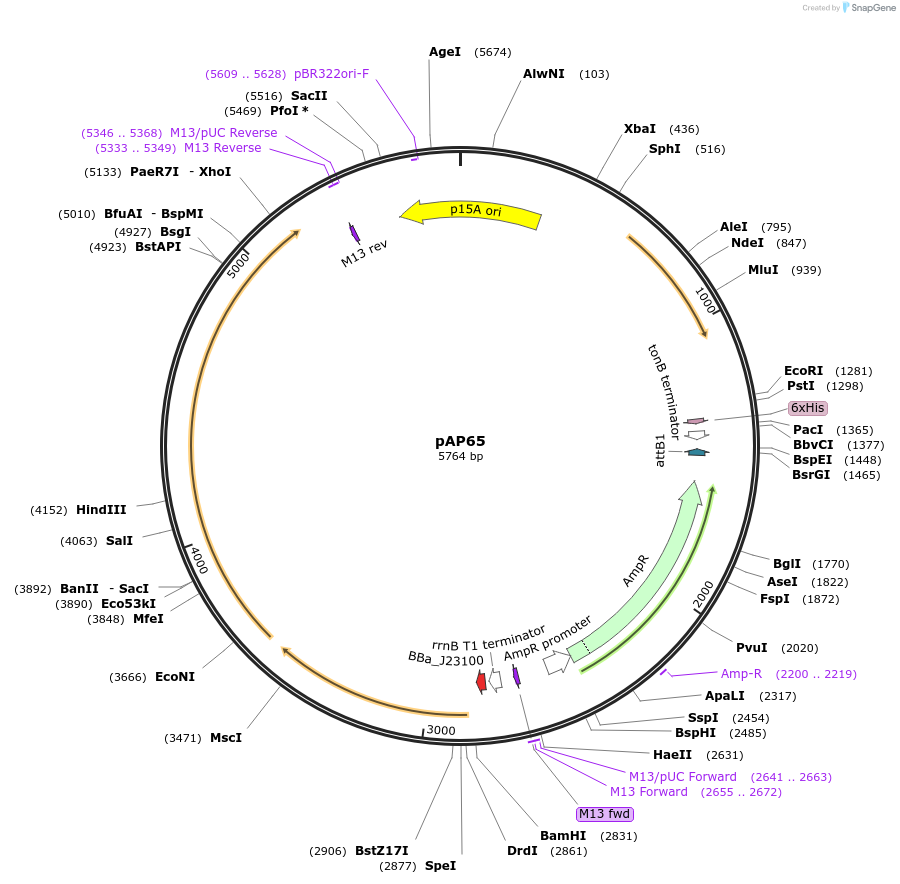 247097-plasmid-map-sequence-id-502687