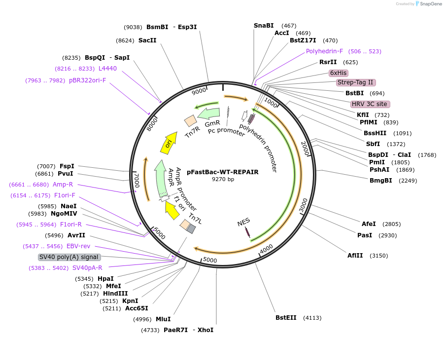 252296-plasmid-map-sequence-id-502692