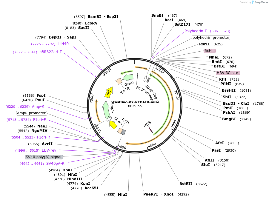 252297-plasmid-map-sequence-id-502694