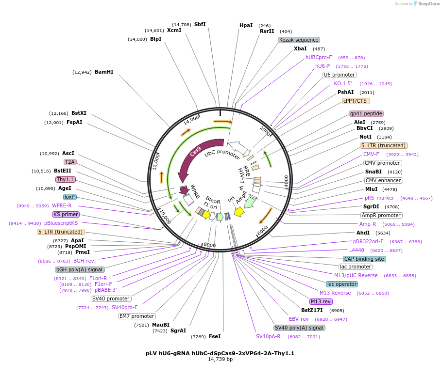 253230-plasmid-map-sequence-id-502695