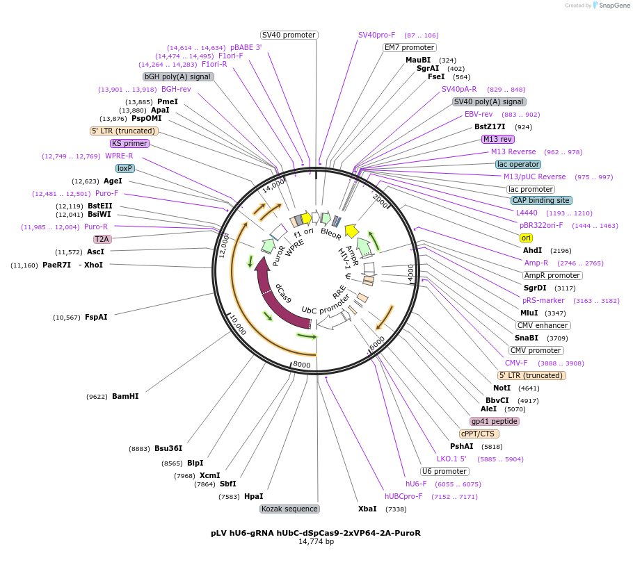 253229-plasmid-map-sequence-id-502696