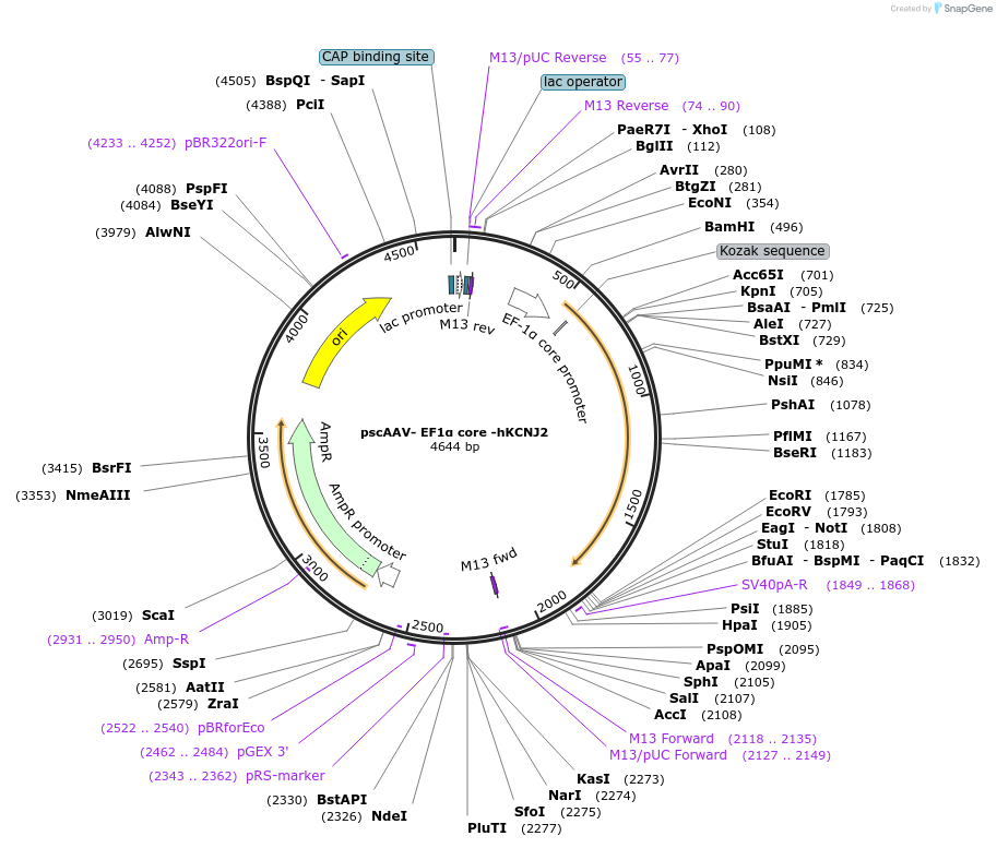 246998-plasmid-map-sequence-id-502697