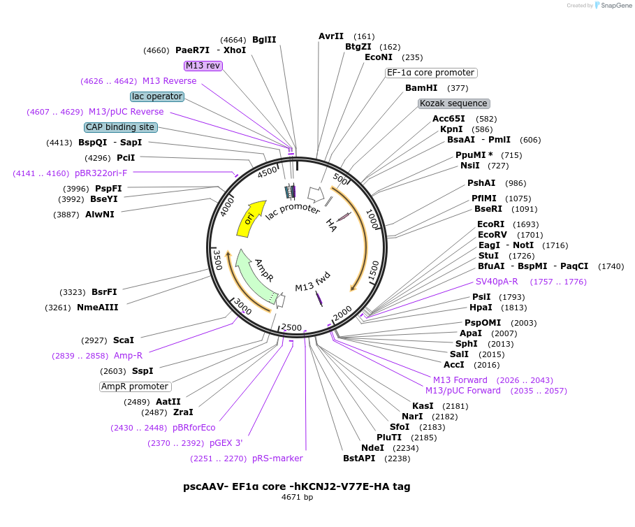 246996-plasmid-map-sequence-id-502698