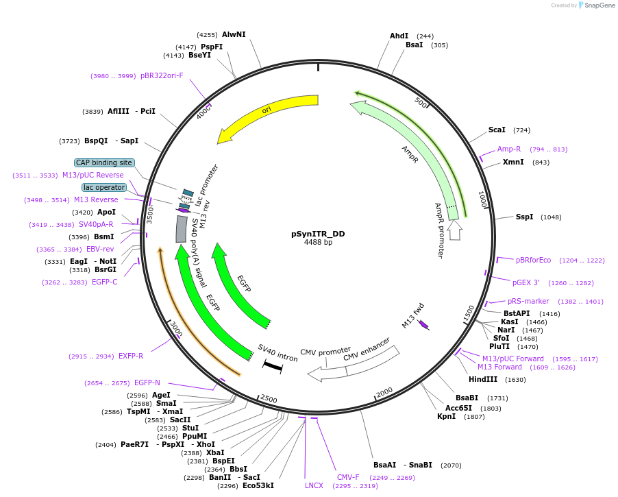 253227-plasmid-map-sequence-id-502702
