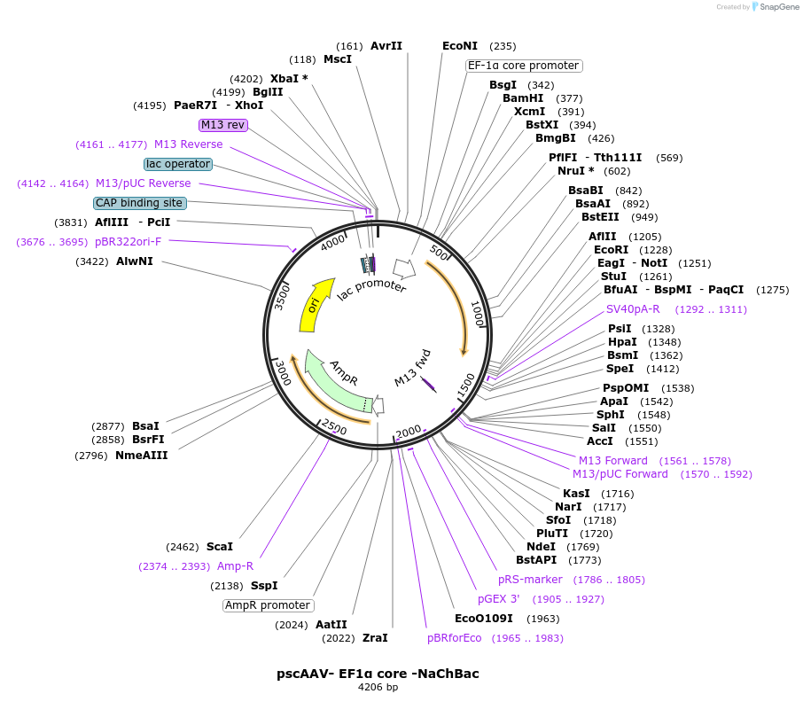 246997-plasmid-map-sequence-id-502703