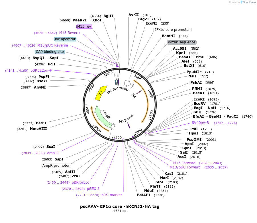 246995-plasmid-map-sequence-id-502704