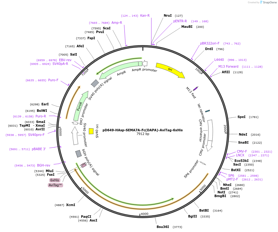 156922-plasmid-map-sequence-id-502718