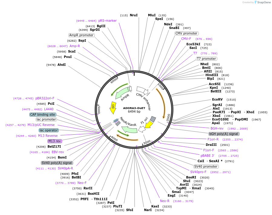 213176-plasmid-map-sequence-id-502859