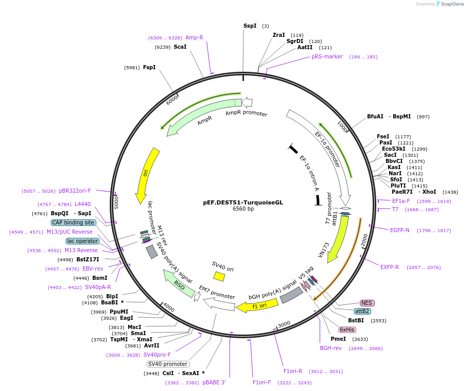 252337-plasmid-map-sequence-id-502876