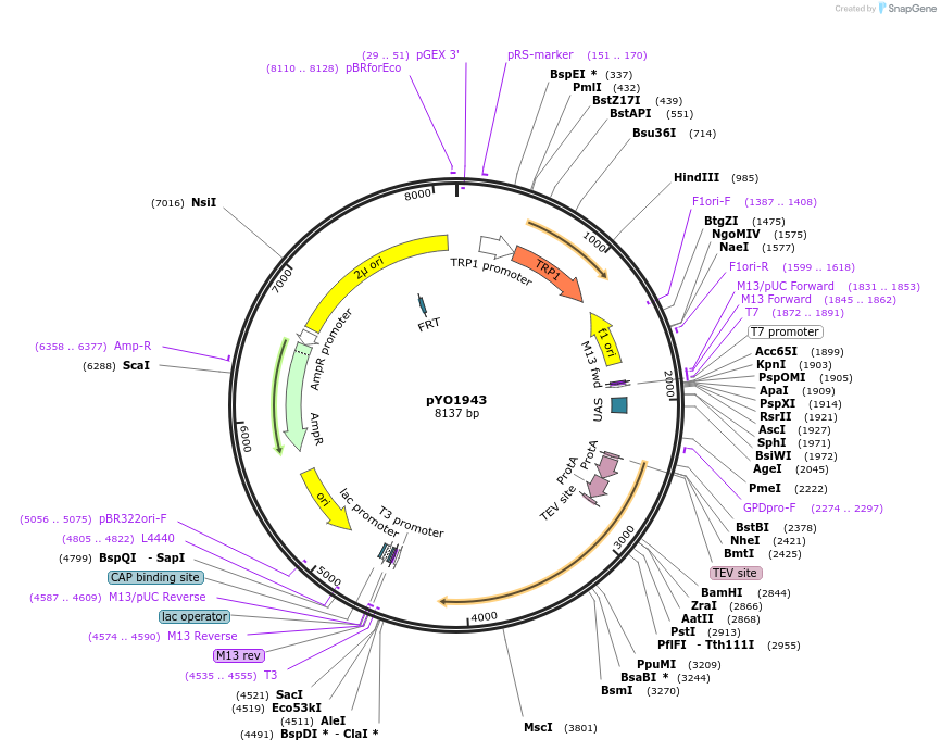 252685-plasmid-map-sequence-id-502922