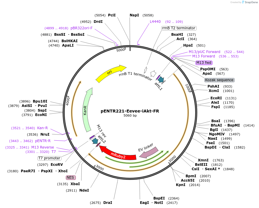 252348-plasmid-map-sequence-id-502926
