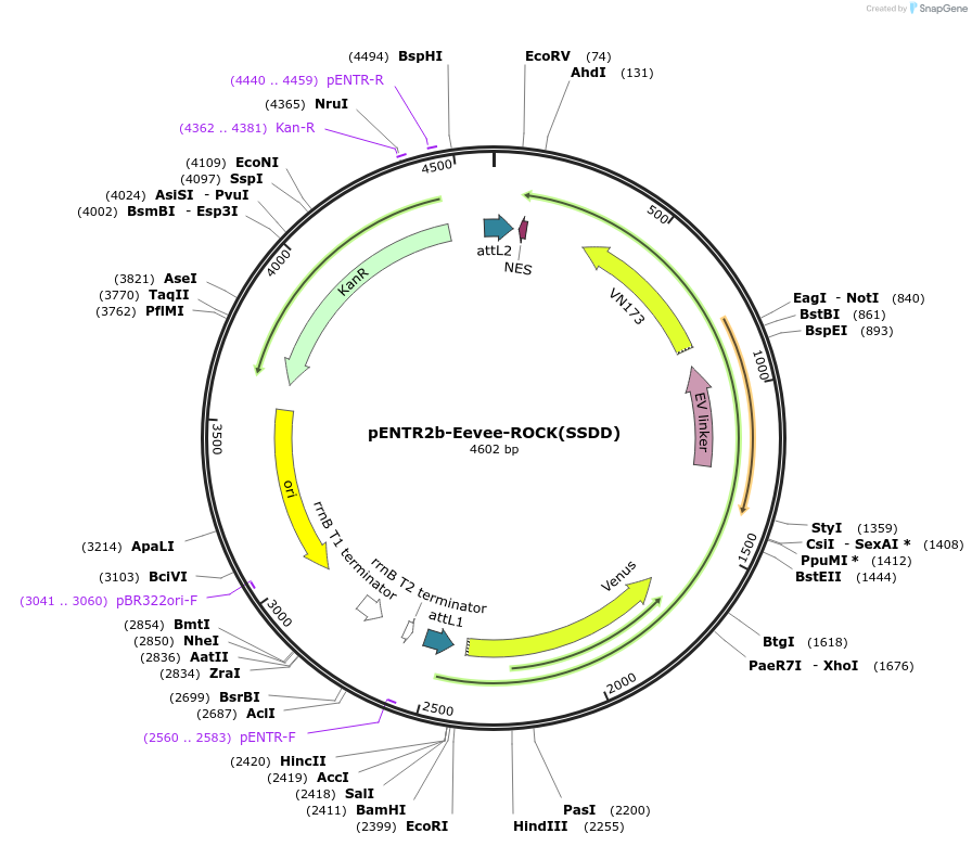 252358-plasmid-map-sequence-id-502931