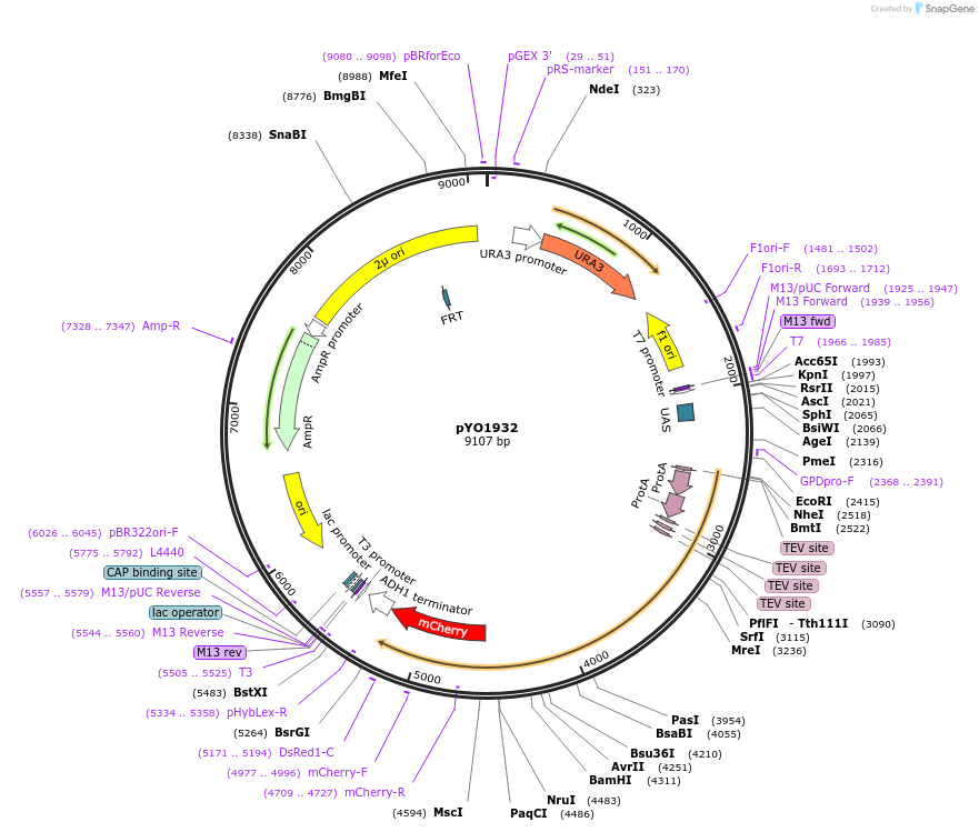 252683-plasmid-map-sequence-id-502932