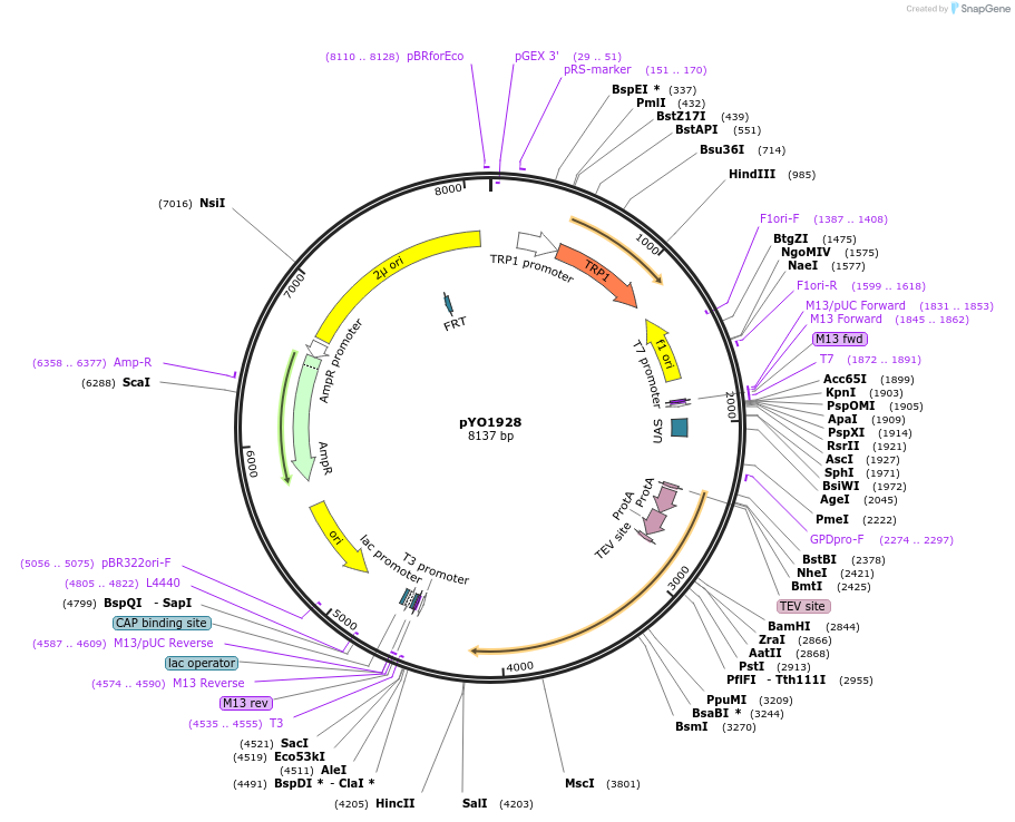 252682-plasmid-map-sequence-id-502938