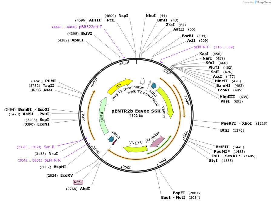 252350-plasmid-map-sequence-id-502946