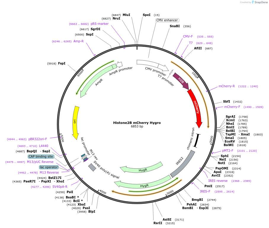 64337-plasmid-map-sequence-id-502963