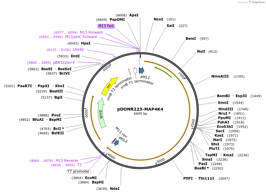 23486-plasmid-map-sequence-id-502984
