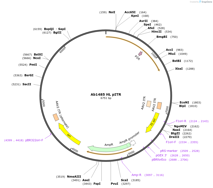 251811-plasmid-map-sequence-id-503004
