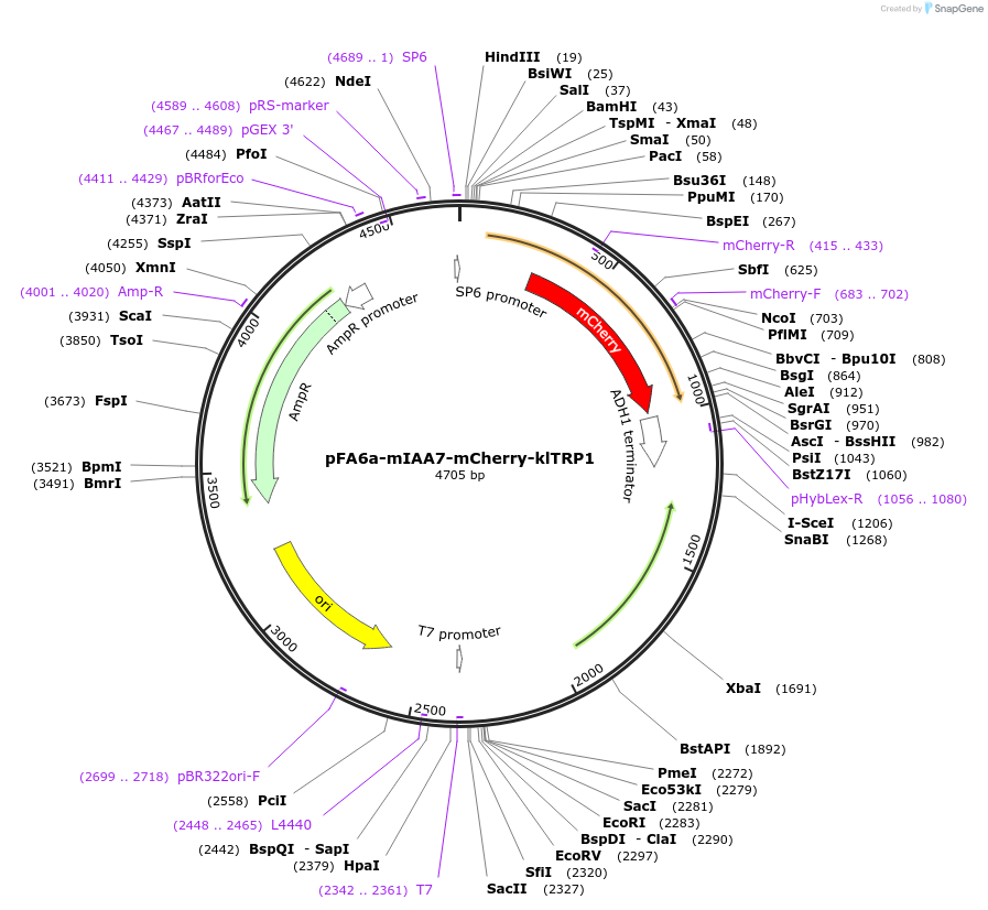 247623-plasmid-map-sequence-id-503006