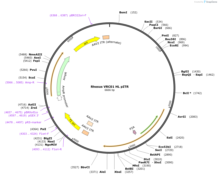 251808-plasmid-map-sequence-id-503008