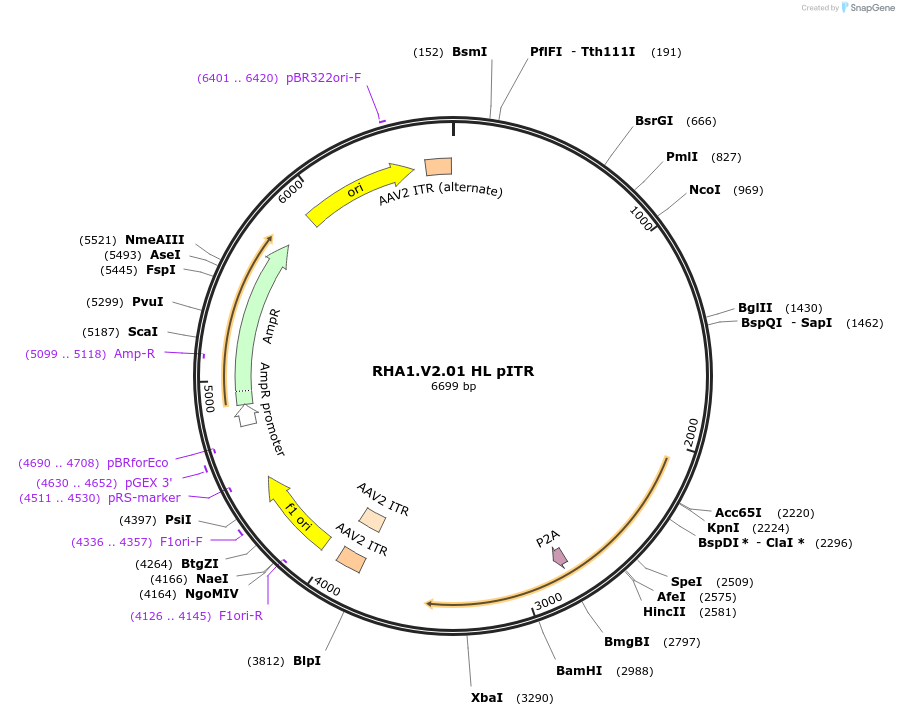 251809-plasmid-map-sequence-id-503010
