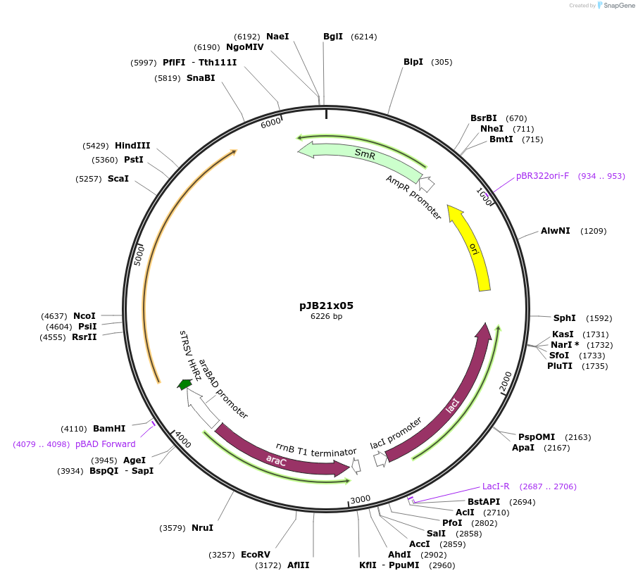 247093-plasmid-map-sequence-id-503033