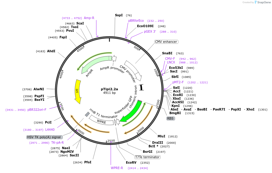 252899-plasmid-map-sequence-id-503046
