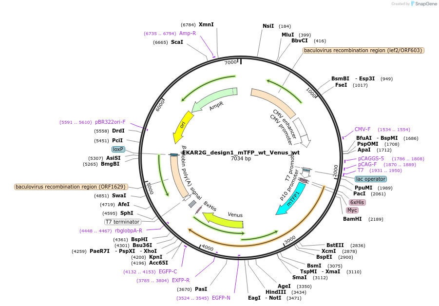 39813-plasmid-map-sequence-id-50305