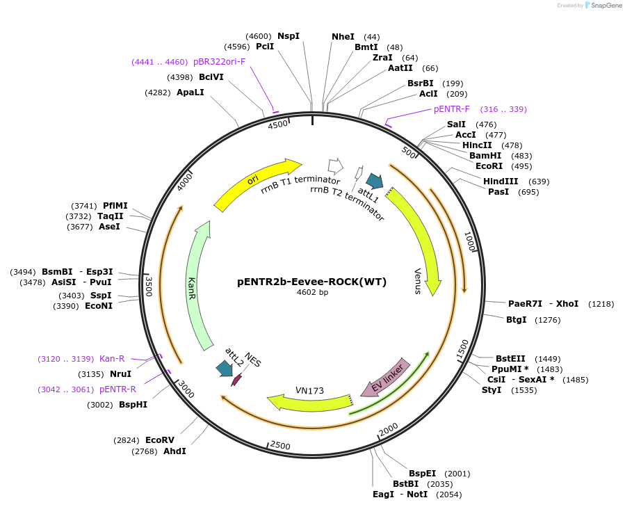 252354-plasmid-map-sequence-id-503111
