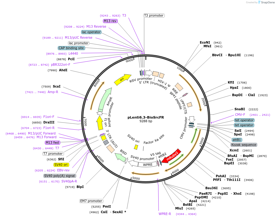 252353-plasmid-map-sequence-id-503121