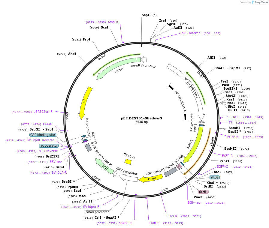 252335-plasmid-map-sequence-id-503189