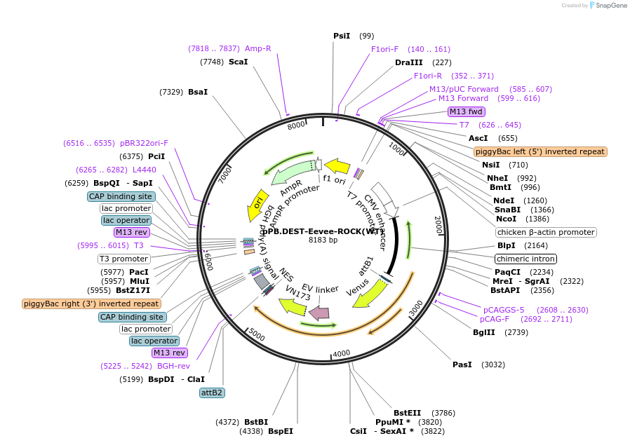 252355-plasmid-map-sequence-id-503199