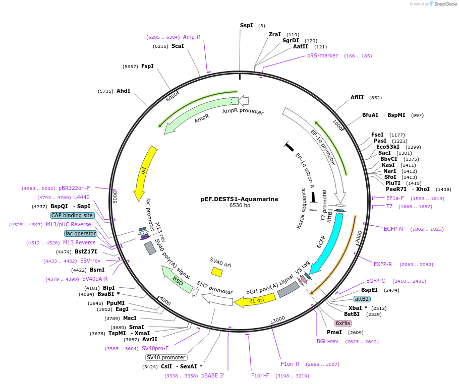 252342-plasmid-map-sequence-id-503200