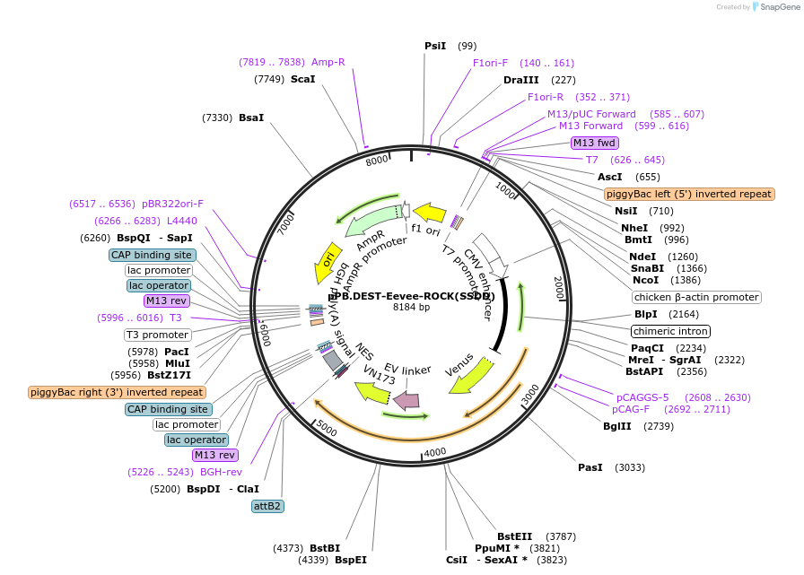 252359-plasmid-map-sequence-id-503203