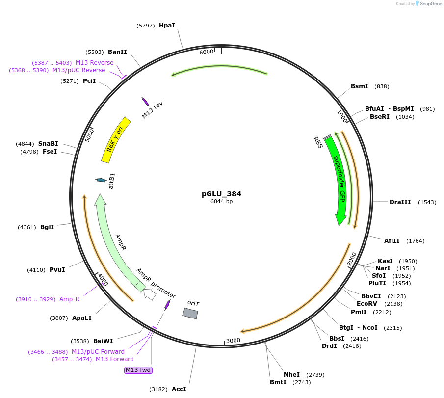 250619-plasmid-map-sequence-id-503204