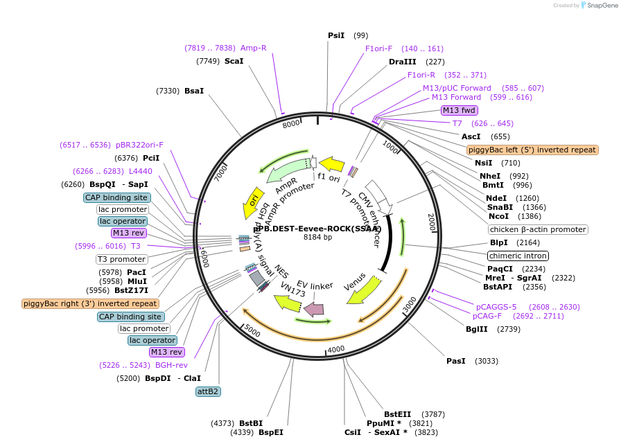 252357-plasmid-map-sequence-id-503207