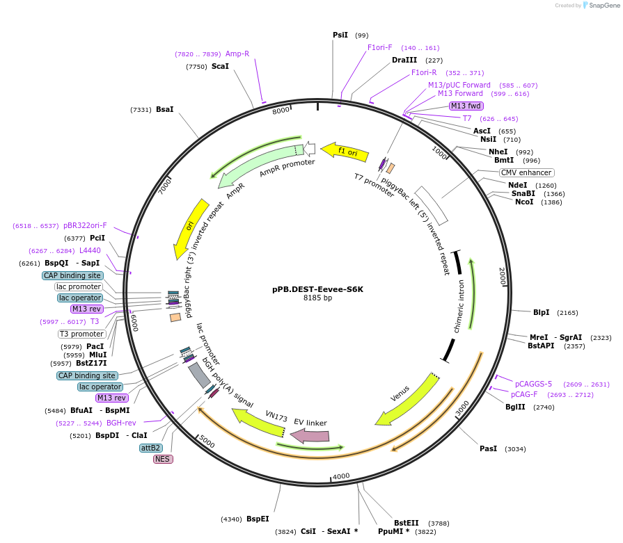 252351-plasmid-map-sequence-id-503208
