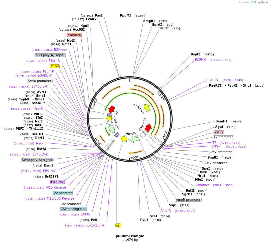 250948-plasmid-map-sequence-id-503229