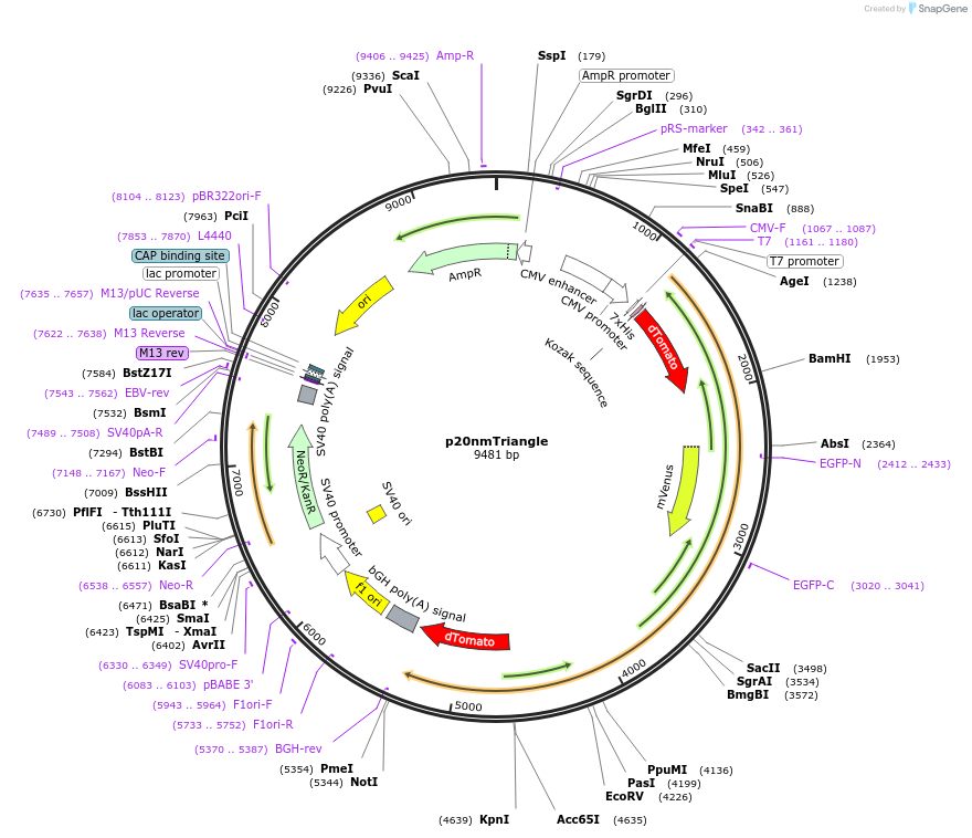 250947-plasmid-map-sequence-id-503231