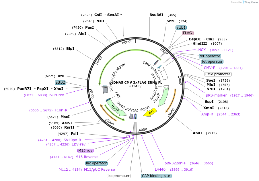 250299-plasmid-map-sequence-id-503284