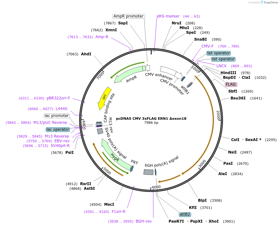 250300-plasmid-map-sequence-id-503295